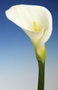 White Cala Lily on a Blue Background