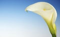 White Cala Lily on a Blue Background