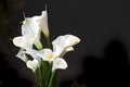 White Cala lily over dark background