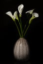 White Cala lily over dark background