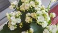 White Calandiva flowers Kalanchoe, family Crassulaceae, close up