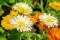 White calendula Lat. Calendula officinalis blooms in the summer garden