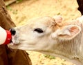 White calf drink milk from nipple bollte