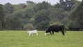 White calf frolics while dam grazes Royalty Free Stock Photo