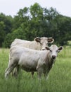 White calf with momma behind - portrait