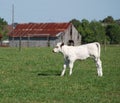 White Calf in Pasture with Barn in Background Green Grass Copyspace Royalty Free Stock Photo