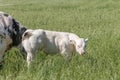 A white calf stands in the pasture next to its mother. in half body Royalty Free Stock Photo