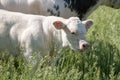 A white calf stands in the pasture next to its mother. in half body Royalty Free Stock Photo