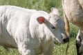 A white calf stands in the pasture next to its mother. in half body Royalty Free Stock Photo