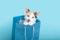 White Calico Kitten peeking out of a blue glitter Birthday gift bag, blue background Royalty Free Stock Photo