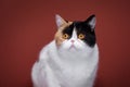 white calico persian cat portrait Royalty Free Stock Photo