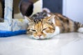 White calico tricolor cat lying on the floor. Scottish fold kitten licking feeton with blurred background. Cute kitten in house Royalty Free Stock Photo