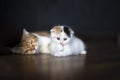 White calico tricolor cat with mom on wooden floor. Scottish fold kitten licking feeton with blurred background. Cute kitten in Royalty Free Stock Photo