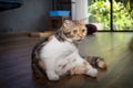 White calico tricolor cat on wooden floor. Scottish fold kitten licking feeton with blurred background. Cute kitten in house and Royalty Free Stock Photo