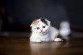 White calico tricolor cat on wooden floor. Scottish fold kitten licking feeton with blurred background. Cute kitten in house and Royalty Free Stock Photo