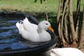 White Call Duck Swims and Looks Pretty