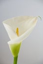 White calla Royalty Free Stock Photo