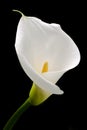 White calla