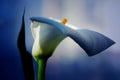 White calla with elegant curves Royalty Free Stock Photo