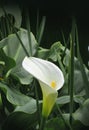 White calla flower Royalty Free Stock Photo