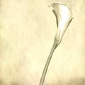 White calla flower