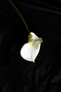 Calla on a black background Royalty Free Stock Photo