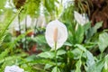 White calla flower