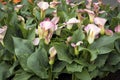 The white calla flower colored garden field cultivation Royalty Free Stock Photo