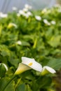 White calla flower with flowers in the background in greenhouse Royalty Free Stock Photo