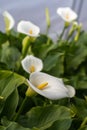 White calla flower with flowers in the background in greenhouse Royalty Free Stock Photo