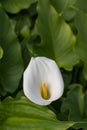 White calla flower with flowers in the background in greenhouse Royalty Free Stock Photo