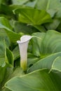 White calla flower in the green leafs in the greenhouse Royalty Free Stock Photo