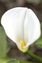 White calla flower in the greenhouse Royalty Free Stock Photo