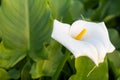 White calla flower in the greenhouse with green leafs in the background Royalty Free Stock Photo