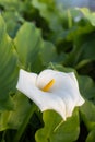 White calla flower in the greenhouse with green leafs in the background Royalty Free Stock Photo