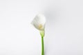 White calla flower isolated on white Royalty Free Stock Photo