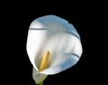 White calla flower isolated on black background Royalty Free Stock Photo