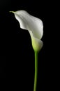 White calla flower isolated on black Royalty Free Stock Photo