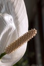 white calla flower with large pistil macro Royalty Free Stock Photo