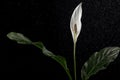 White calla flower with rain on black background Royalty Free Stock Photo
