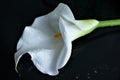 White calla flower with water drops ob dark background Royalty Free Stock Photo