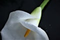 White calla flower with water drops ob dark background Royalty Free Stock Photo