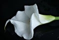 White calla flower with water drops ob dark background Royalty Free Stock Photo