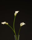 White calla flowers on black background12