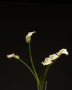 White calla flowers on black background12