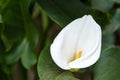White calla flowers in the greenhouse. Royalty Free Stock Photo
