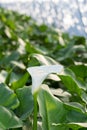 White calla flowers in the greenhouse Royalty Free Stock Photo