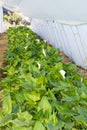 White calla flowers in the greenhouse Royalty Free Stock Photo