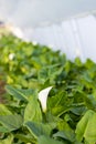 White calla flowers in the greenhouse Royalty Free Stock Photo