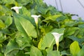 White calla flowers in the greenhouse Royalty Free Stock Photo